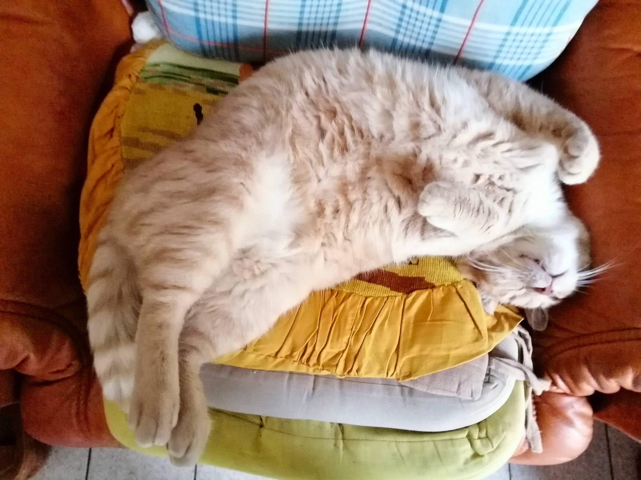 Jules participe au concours pour gagner de l'argent avec cette photo : bed, british_longhair, carnivore, cat, comfort, european_shorthair, felidae, fur, kitten, nap, sleep, small_to_medium_sized_cats, whiskers