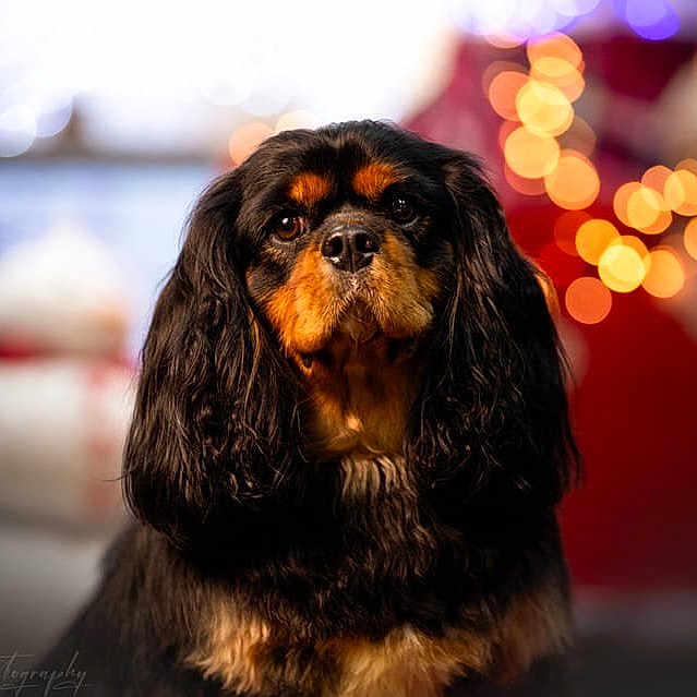 Simba