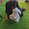 animal, artificial_grass, backyard, black_fur, brown_fur, cute, dog, domestic_animal, fence, grass, long_fur, outdoor, pet, plush_toy, sitting, small_dog, stuffed_animal, sunlight, toy, wooden_fence