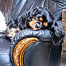 Simba participe au concours pour gagner de l'argent avec cette photo : armrest, black_leather_chair, calm, canine, close_up, cozy, dog, fluffy_ears, fur, furniture, home, indoor, napping, pet, portrait, relaxed, resting, sleeping, vintage, wooden_accent