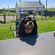 Simba participe au concours pour gagner de l'argent avec cette photo : animal, backyard, blue_sky, canine, chair, daytime, dog, fence, garden, grass, house, leisure, mammal, nature, outdoor, park, pet, shadow, sunny, table
