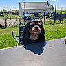 animal, backyard, blue_sky, canine, chair, daytime, dog, fence, garden, grass, house, leisure, mammal, nature, outdoor, park, pet, shadow, sunny, table