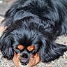Simba a rejoint le concours — aidez-le/la à gagner de superbes lots ! adorable, animal, black_dog, canine, close_up, companion, cozy, cute, dog, fur, indoors, laying_down, long_fur, mammal, pet, relaxed, resting, sleeping, soft_texture, tan_markings