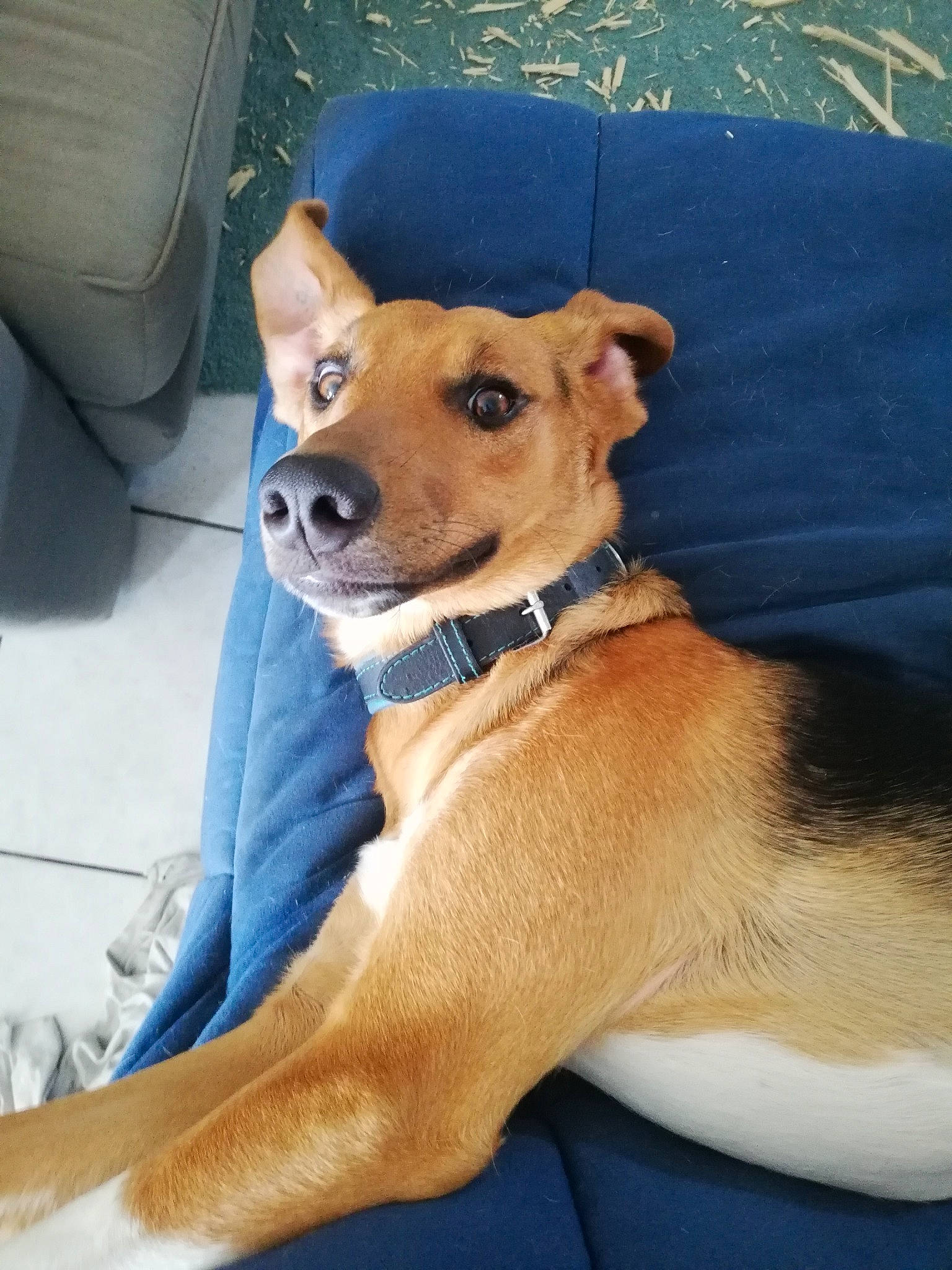 Rebel a rejoint le concours — aidez-le/la à gagner de superbes lots ! canidae, car_seat, carnivore, chair, collar, companion_dog, couch, dog, dog_breed, dog_collar, dog_supply, fawn, non_sporting_group, snout, sporting_group, watch, whiskers, working_animal