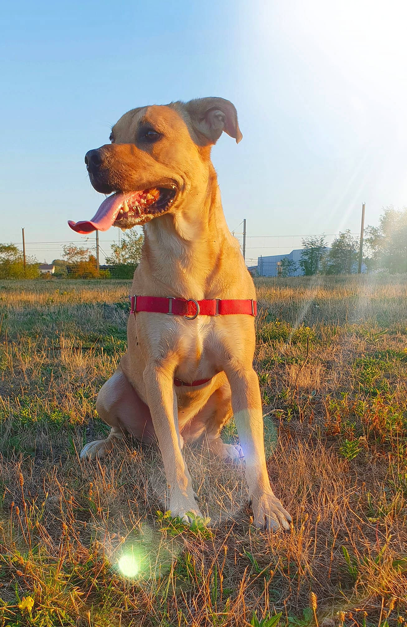 Sanka participe au concours pour gagner de l'argent avec cette photo : boerboel, broholmer, carnivoran, dog, dog_breed, dog_like_mammal, grass, snout, sporting_group, tosa