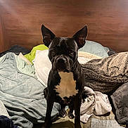 Lulu joined the competition — help win amazing prizes! dog, black_dog, white_chest, bed, blanket, pillow, wooden_headboard, indoor, pet, animal, furniture, cozy, resting_place, domestic, canine, looking_at_camera, ears_up, sitting, comfortable, home