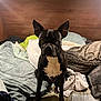 dog, black_dog, white_chest, bed, blanket, pillow, wooden_headboard, indoor, pet, animal, furniture, cozy, resting_place, domestic, canine, looking_at_camera, ears_up, sitting, comfortable, home