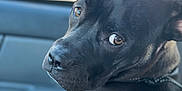 Lulu joined the competition — help win amazing prizes! animal, black_dog, canine, car_interior, close_up, collar, companion, curious, dog, domestic_animal, furry, head, indoor, looking_back, mammal, pet, portrait, seat, side_view, window