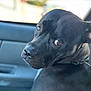 animal, black_dog, canine, car_interior, close_up, collar, companion, curious, dog, domestic_animal, furry, head, indoor, looking_back, mammal, pet, portrait, seat, side_view, window