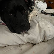 Lulu is registered to the contest to win money with this photo: animal, bed, black_dog, blanket, closeup, comfort, cozy, dog, dresser, fabric, face, furniture, home, indoor, pet, pillow, relaxing, resting, sleepy, soft
