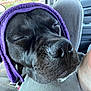 Lulu is registered to the contest to win money with this photo: animal, black_dog, canine, car_interior, close_up, comfort, dog, door, fur, nap, pet, purple_towel, relaxed, resting, seat, sleeping, snout, towel, vehicle, window