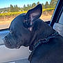 Lulu is registered to the contest to win money with this photo: black_dog, calm, canine, car_interior, daylight, dog, hills, leash, nature, outdoor, pet, profile, resting, seat, side_view, sky, travel, trees, vehicle, window
