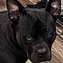 Lulu joined the competition — help win amazing prizes! dog, black_dog, pet, animal, ears, close_up, indoor, wooden_floor, canine, alert, looking, portrait, household, background, fur, muzzle, eyes, companion, domestic, pet_portrait