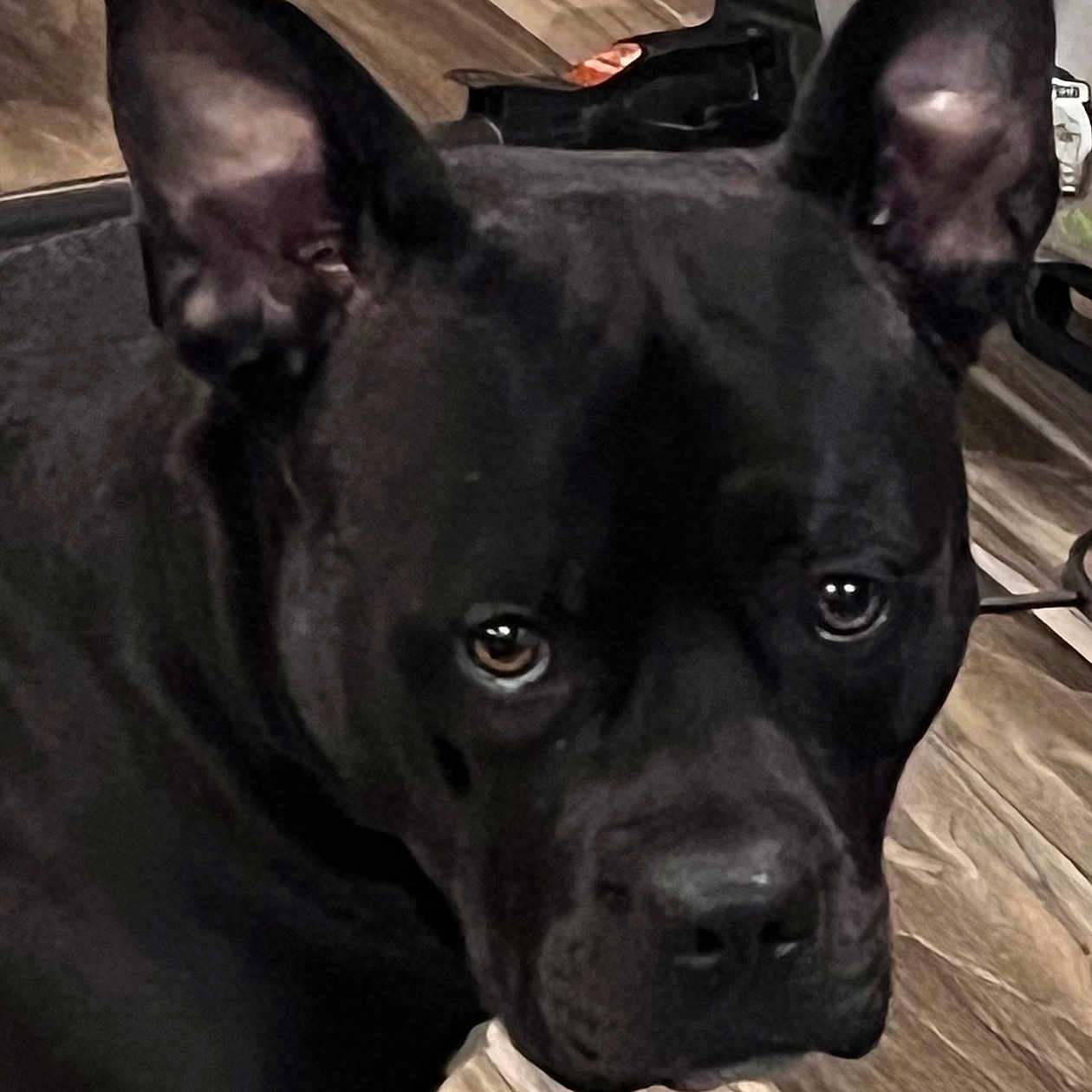 Lulu joined the competition — help win amazing prizes! alert, animal, background, black_dog, canine, close_up, companion, dog, domestic, ears, eyes, fur, household, indoor, looking, muzzle, pet, pet_portrait, portrait, wooden_floor