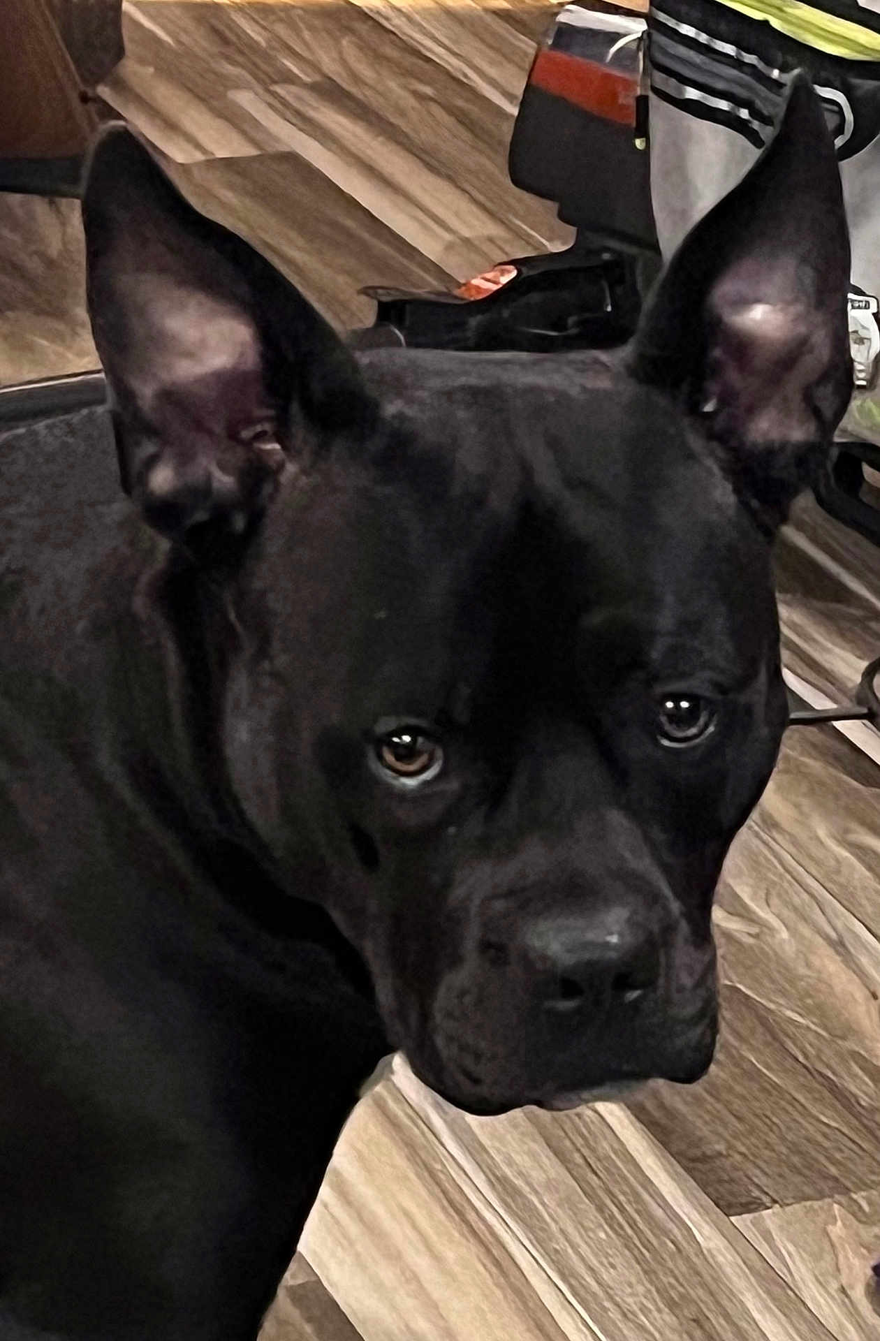 Lulu joined the competition — help win amazing prizes! dog, black_dog, pet, animal, ears, close_up, indoor, wooden_floor, canine, alert, looking, portrait, household, background, fur, muzzle, eyes, companion, domestic, pet_portrait