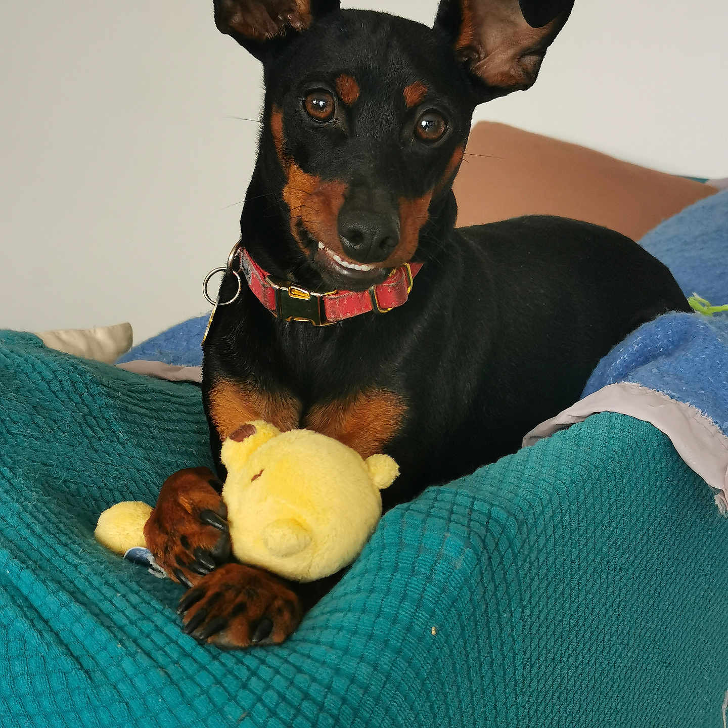 Sparky a rejoint le concours — aidez-le/la à gagner de superbes lots ! animal, armchair, ball, blanket, canine, chair, chihuahua, couch, cushion, dog, furniture, homedecor, hound, linen, pet, puppy, sport, tennis, tennisball, toy