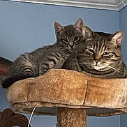 Ozzy is registered to the contest to win money with this photo: cat, tabby_cat, pet, feline, animal, indoor, cat_tree, resting, cute, cozy, fur, whiskers, ears, eyes, domestic_animal, mammal, two_cats, blue_wall, household, relaxing