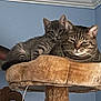 cat, tabby_cat, pet, feline, animal, indoor, cat_tree, resting, cute, cozy, fur, whiskers, ears, eyes, domestic_animal, mammal, two_cats, blue_wall, household, relaxing
