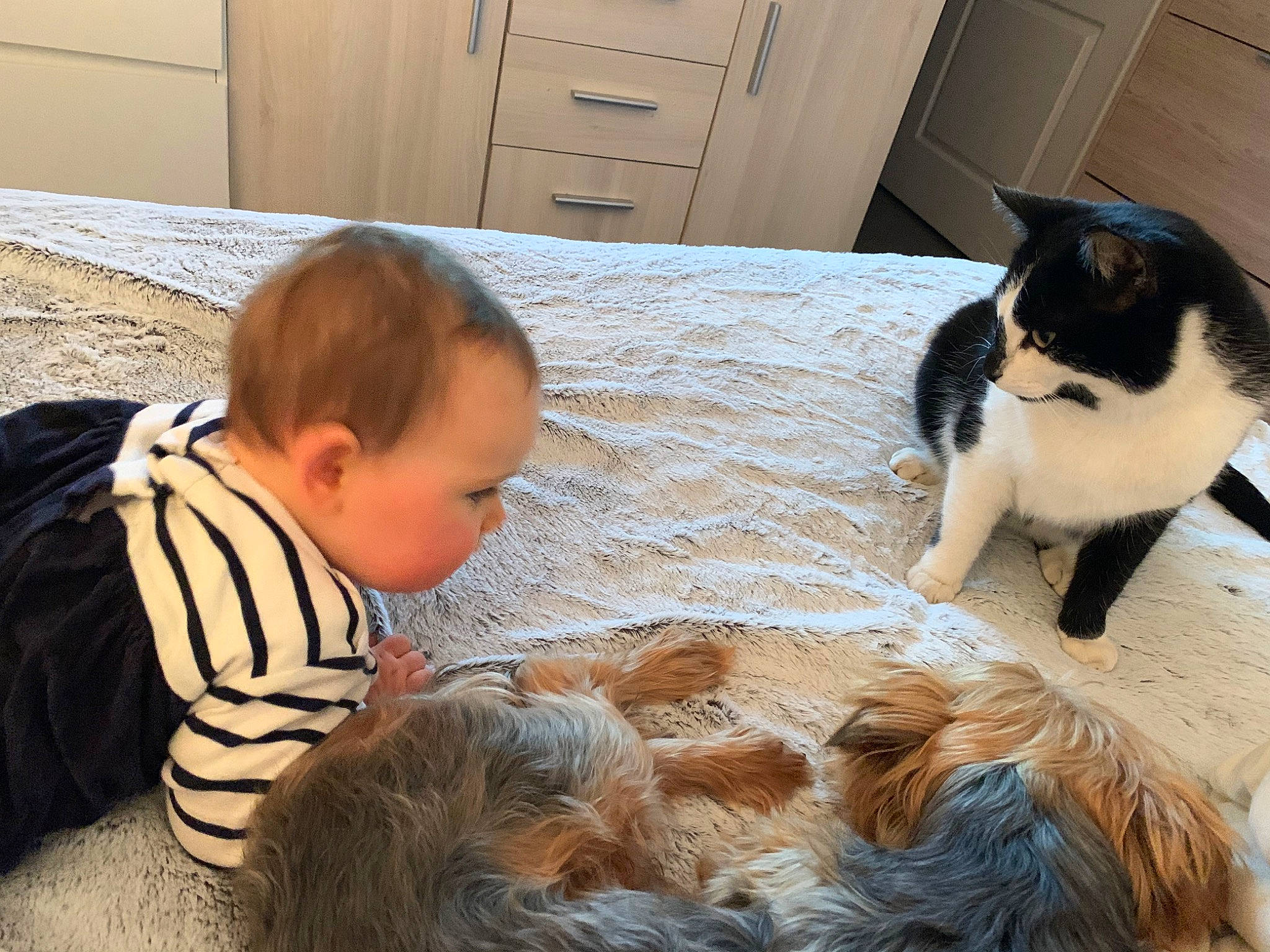 Candice participe au concours pour gagner de l'argent avec cette photo : carnivore, cat, child, european_shorthair, felidae, fur, nose, person, play, small_to_medium_sized_cats, whiskers