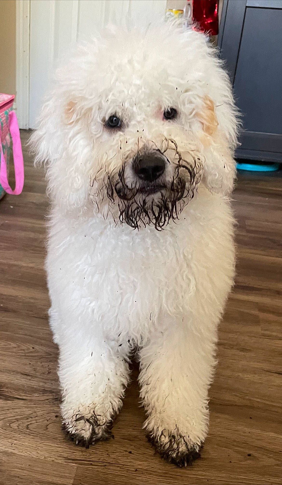 Elmo joined the competition — help win amazing prizes! bag, canidae, carnivore, companion_dog, dog, dog_breed, fur, hardwood, maltepoo, non_sporting_group, poodle, small_terrier, snout, sporting_group, terrier, toy_dog, water_dog, working_animal