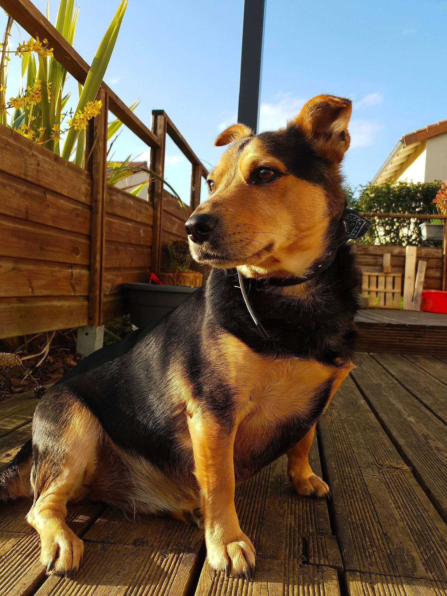 Spyke participe au concours pour gagner de l'argent avec cette photo : canidae, carnivore, companion_dog, dog, dog_breed, east_european_shepherd, fawn, mammal, rare_breed_dog, snout, vertebrate, working_dog