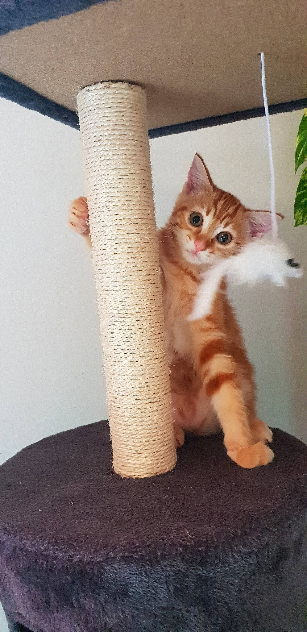 Hamtaro participe au concours pour gagner de l'argent avec cette photo : aegean_cat, american_wirehair, arabian_mau, asian, australian_mist, carnivore, cat, domestic_short_haired_cat, european_shorthair, fawn, felidae, german_rex, kitten, mammal, ojos_azules, polydactyl_cat, small_to_medium_sized_cats, tabby_cat, tail, whiskers