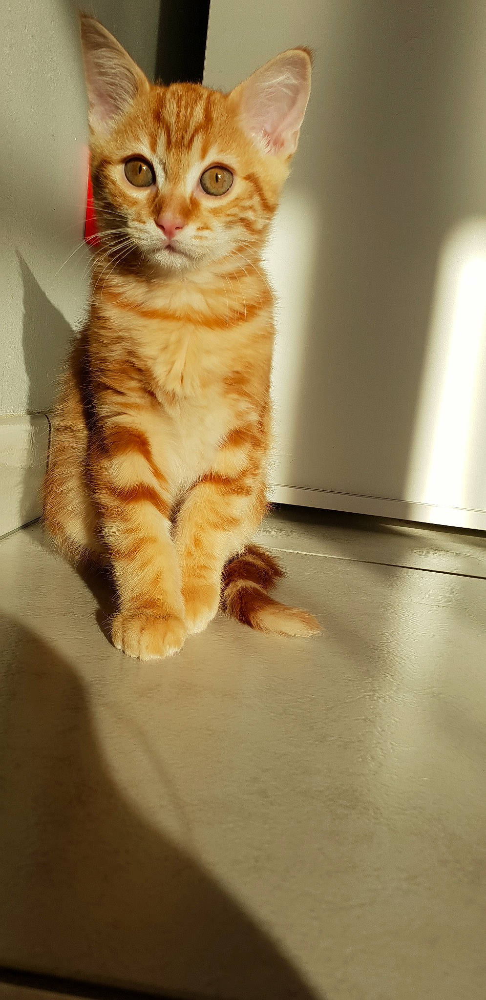 Hamtaro a rejoint le concours — aidez-le/la à gagner de superbes lots ! american_shorthair, arabian_mau, asian, australian_mist, carnivore, cat, domestic_short_haired_cat, dragon_li, european_shorthair, felidae, fur, kitten, mammal, ocicat, paw, small_to_medium_sized_cats, snout, tabby_cat, vertebrate, whiskers