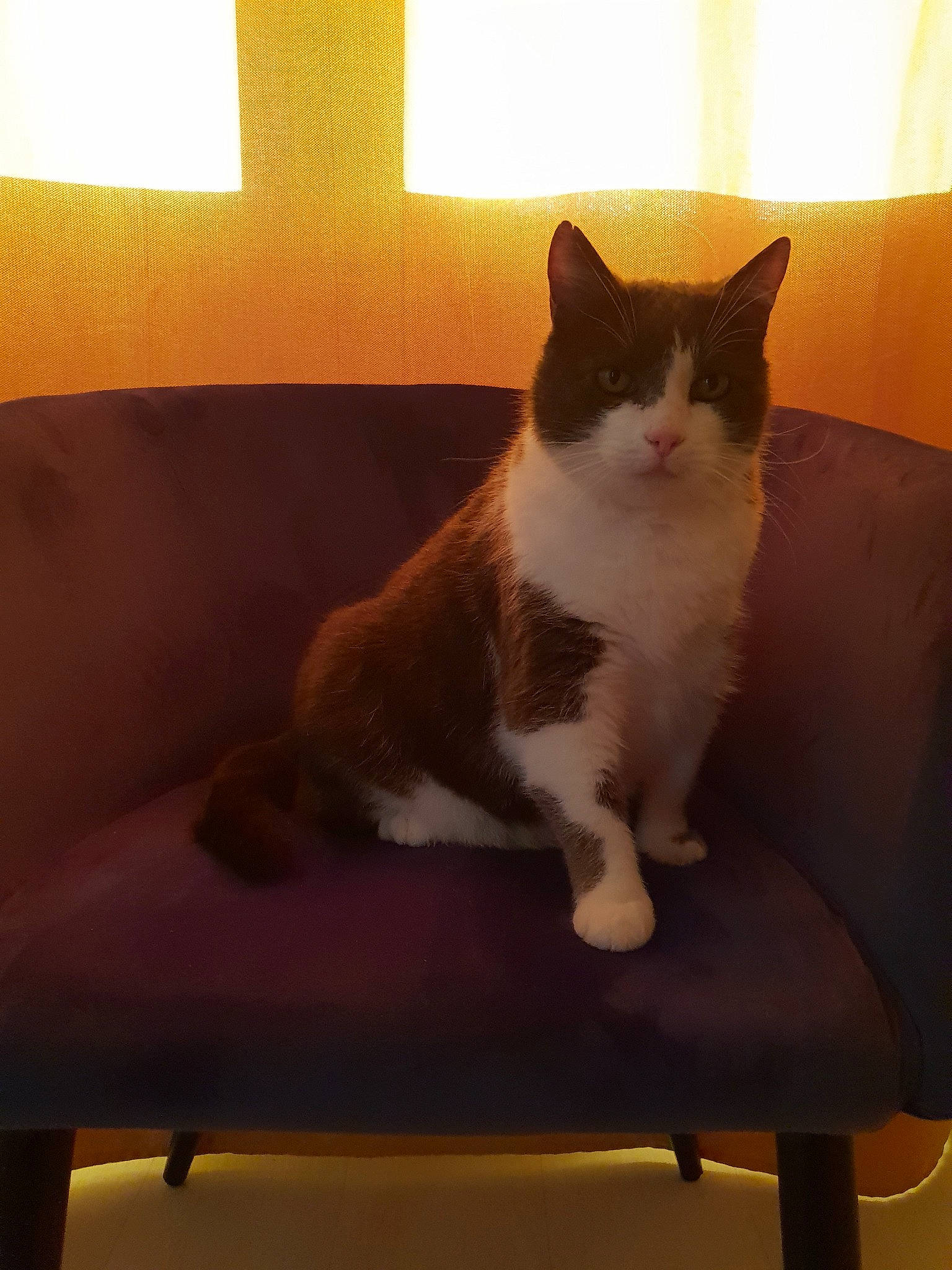 Grisouille a rejoint le concours — aidez-le/la à gagner de superbes lots ! carnivore, cat, chair, domestic_short_haired_cat, fawn, felidae, fur, furniture, kitten, munchkin, polydactyl_cat, small_to_medium_sized_cats, snowshoe, tail, whiskers