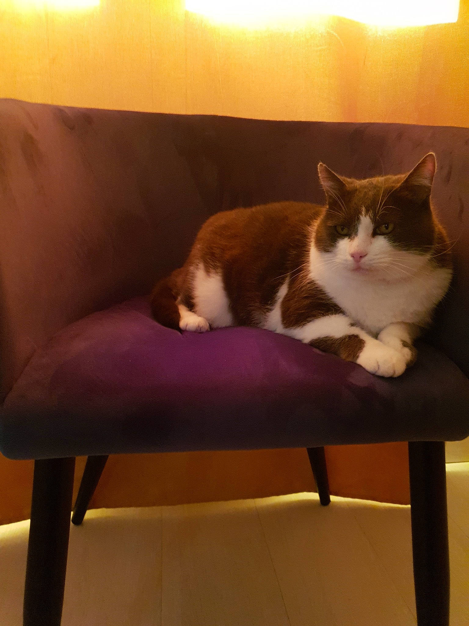 Grisouille participe au concours pour gagner de l'argent avec cette photo : carnivore, cat, chair, couch, fawn, felidae, fur, furniture, kitten, small_to_medium_sized_cats, snowshoe, table, tail, whiskers