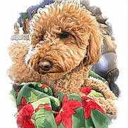 Princess joined the competition — help win amazing prizes! dog, curly_fur, blanket, green, red, poinsettia, festive, indoor, pet, fur, snout, animal, relaxed, cozy, portrait, soft_focus, artistic, watercolor_effect, brown, cute
