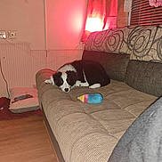 Arya a rejoint le concours — aidez-le/la à gagner de superbes lots ! puppy, dog, couch, indoor, lamp, toy, wooden_floor, blanket, dog_bed, curtains, window_blinds, wall, electrical_outlet, plush_toy, black_and_white, pet, relaxing, home, furniture, cozy