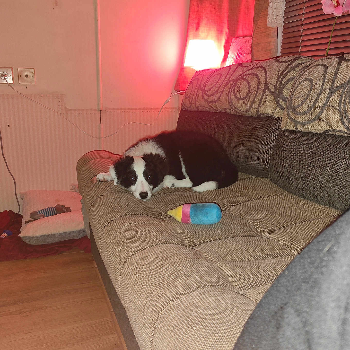 Arya a rejoint le concours — aidez-le/la à gagner de superbes lots ! black_and_white, blanket, couch, cozy, curtains, dog, dog_bed, electrical_outlet, furniture, home, indoor, lamp, pet, plush_toy, puppy, relaxing, toy, wall, window_blinds, wooden_floor