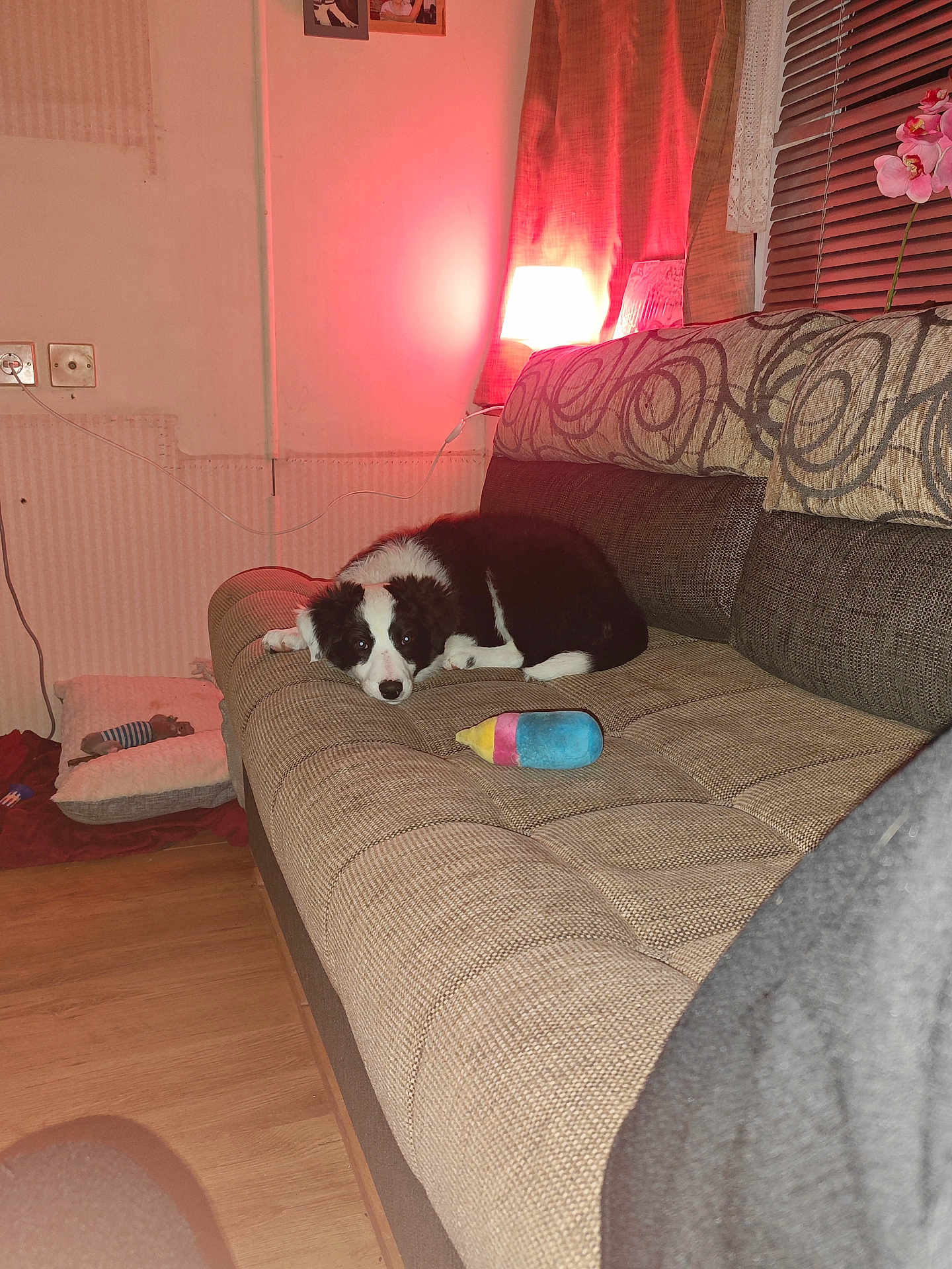 Arya a rejoint le concours — aidez-le/la à gagner de superbes lots ! puppy, dog, couch, indoor, lamp, toy, wooden_floor, blanket, dog_bed, curtains, window_blinds, wall, electrical_outlet, plush_toy, black_and_white, pet, relaxing, home, furniture, cozy