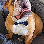Tyméo a rejoint le concours — aidez-le/la à gagner de superbes lots ! blanket, bow_tie, brown_and_white, bulldog, close_up, collar, companion, couch, cute, dog, indoor, paw, pet, playful, portrait, sitting, teeth, tongue, upholstery, wrinkled_face