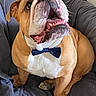 blanket, bow_tie, brown_and_white, bulldog, close_up, collar, companion, couch, cute, dog, indoor, paw, pet, playful, portrait, sitting, teeth, tongue, upholstery, wrinkled_face