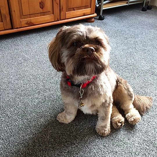 Penny