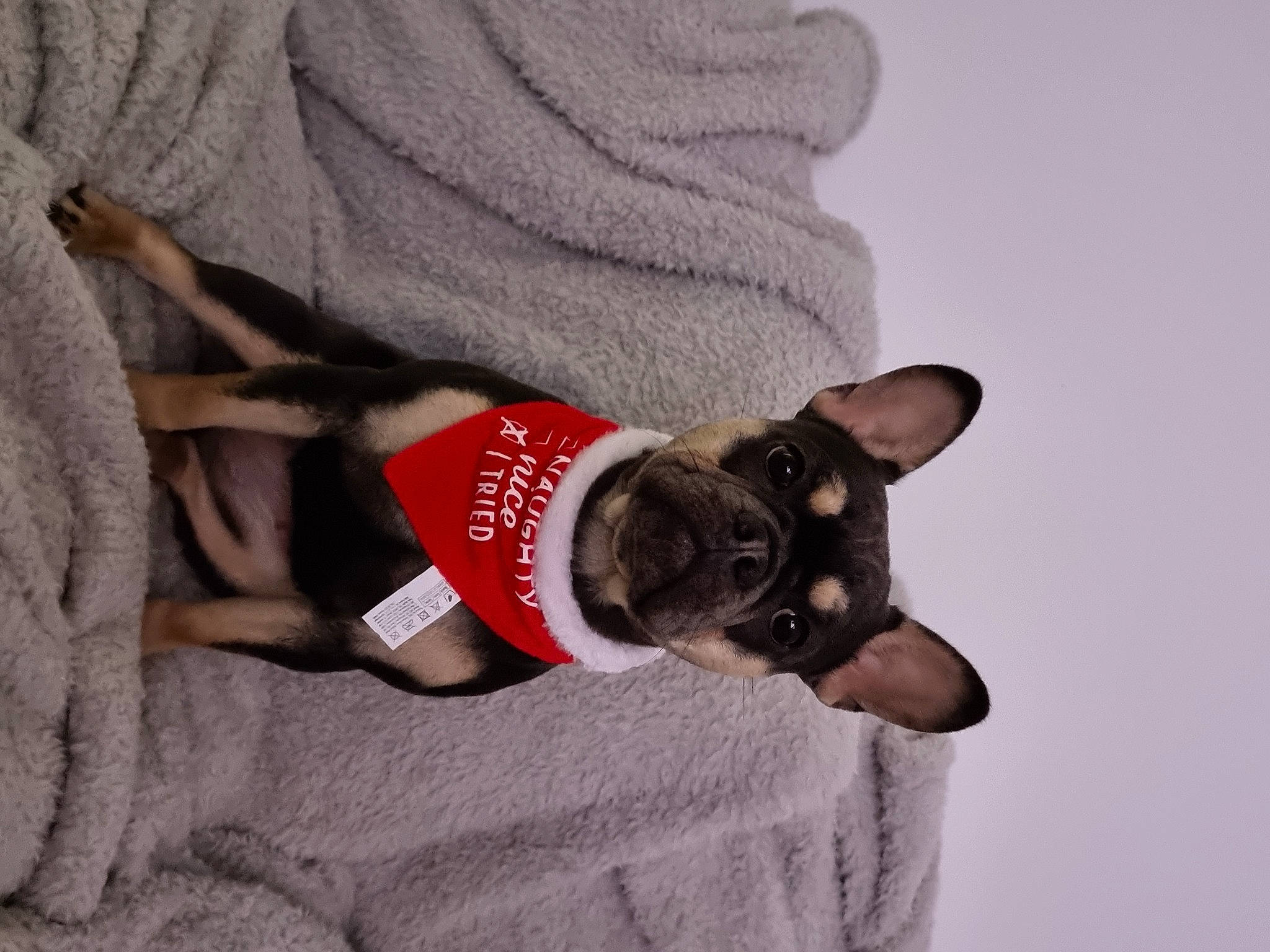 Dolly is registered to the contest to win money with this photo: canidae, carmine, carnivore, chihuahua, collar, companion_dog, dog, dog_breed, dog_supply, ear, fawn, grey, paw, pet_supply, snout, sporting_group, tail, toy_dog, whiskers, working_animal