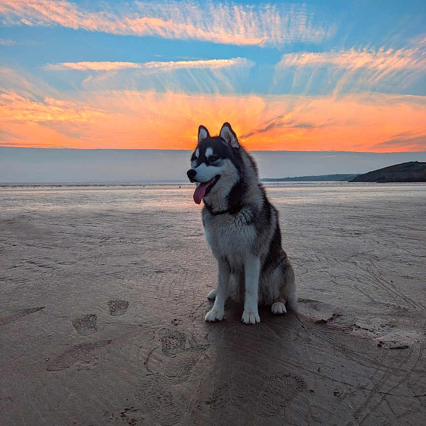 Loki participe au concours pour gagner de l'argent avec cette photo : animal, beach, canine, coast, dog, eskimodog, face, head, husky, nature, outdoors, person, pet, photography, puppy, sea, shoreline, sky, soil, water