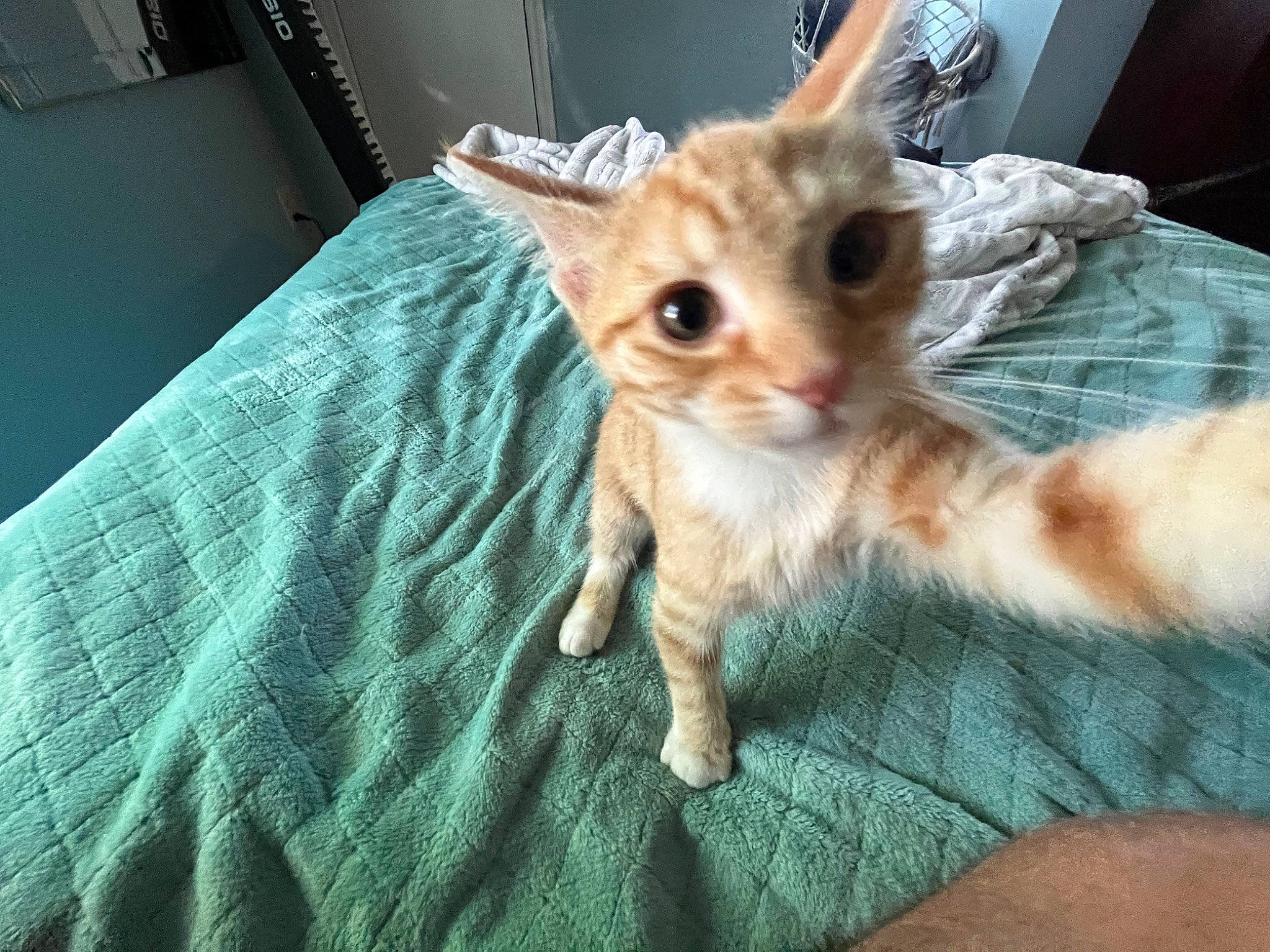 Asiago joined the competition — help win amazing prizes! bed, carnivore, cat, claw, comfort, companion_dog, domestic_short_haired_cat, fawn, felidae, fur, linens, paw, small_to_medium_sized_cats, snout, tail, terrestrial_animal, whiskers