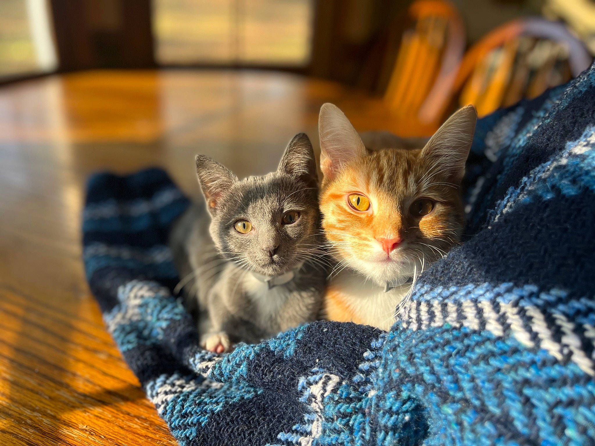 Asiago is registered to the contest to win money with this photo: blue, carnivore, cat, cat_furniture, claw, comfort, domestic_short_haired_cat, fawn, felidae, flooring, fur, grey, hardwood, pattern, paw, small_to_medium_sized_cats, snout, tail, whiskers, wood