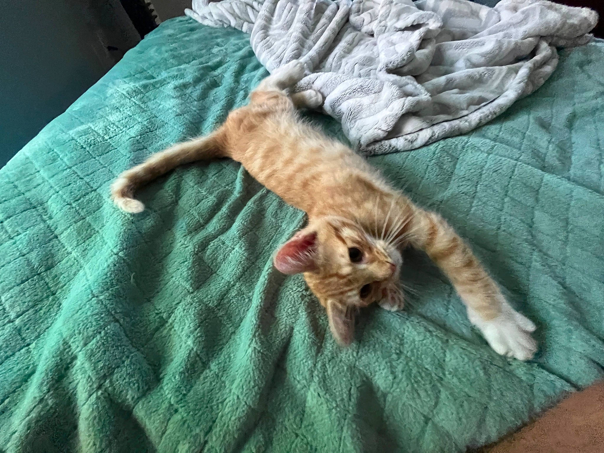 Asiago is registered to the contest to win money with this photo: bedding, blanket, carnivore, cat, claw, comfort, domestic_short_haired_cat, duvet, fawn, felidae, fur, grass, linens, nap, pattern, small_to_medium_sized_cats, tail, textile, whiskers, wood