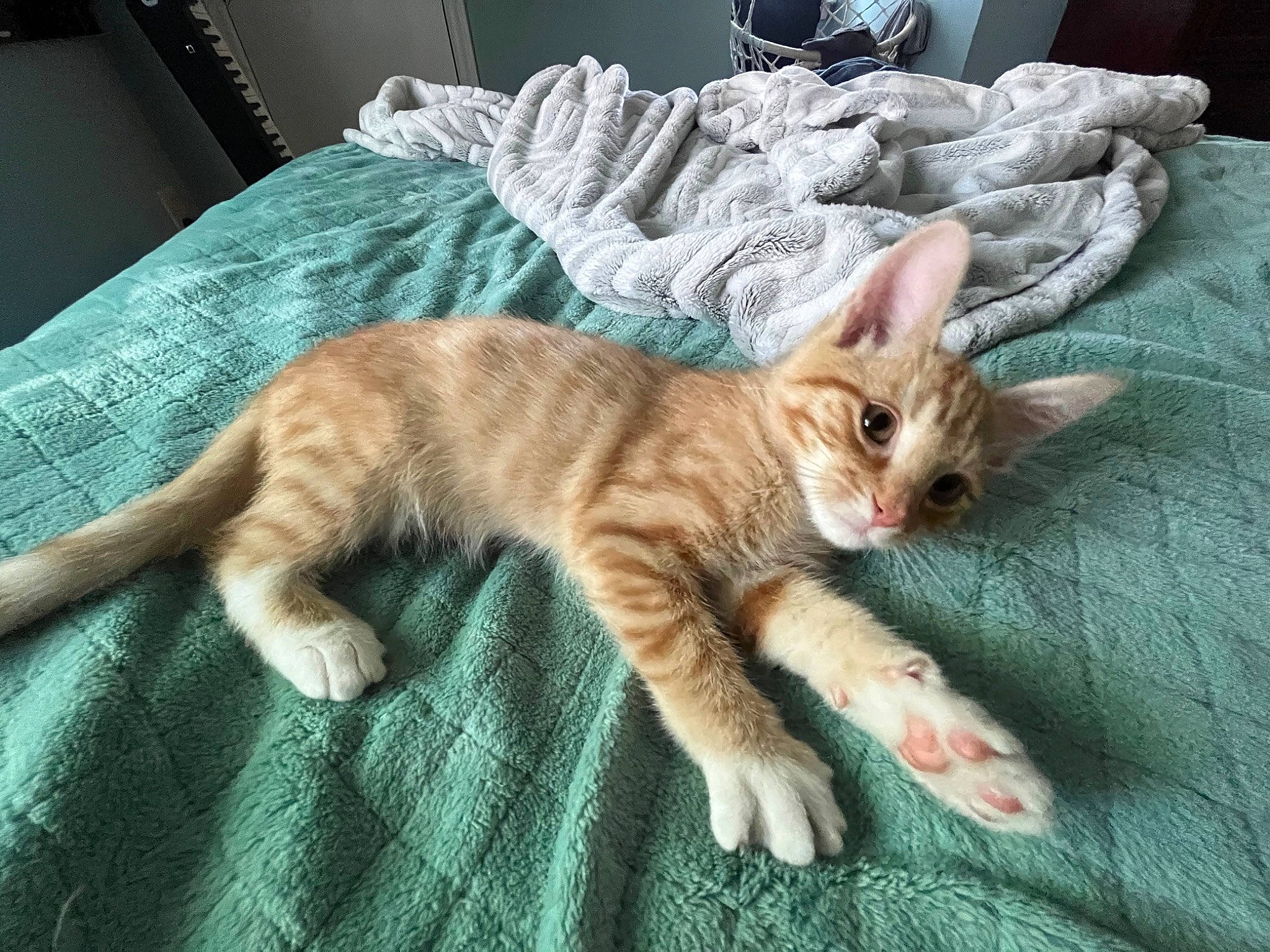 Asiago joined the competition — help win amazing prizes! carnivore, cat, claw, comfort, domestic_short_haired_cat, fawn, felidae, fur, linens, nap, paw, small_to_medium_sized_cats, snout, tail, terrestrial_animal, whiskers