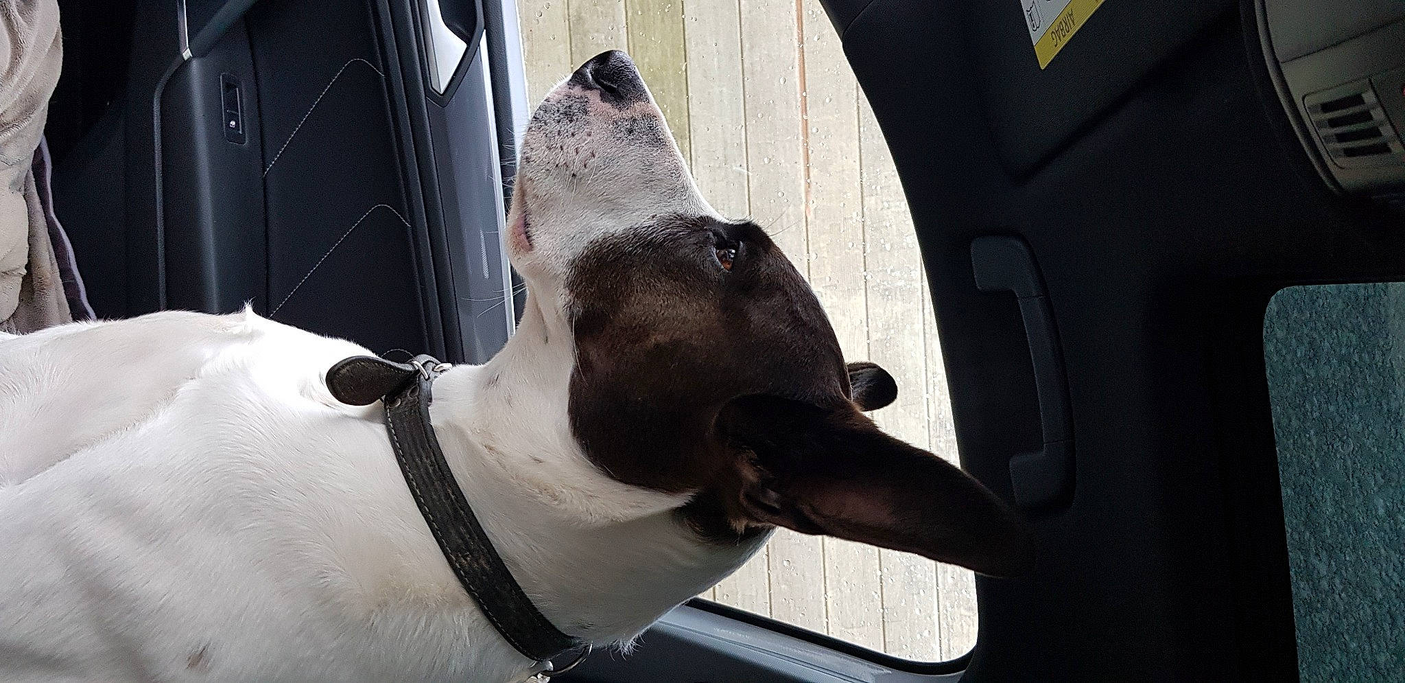 Bandit participe au concours pour gagner de l'argent avec cette photo : automotive_exterior, automotive_lighting, car, carnivore, collar, dog, dog_breed, dog_collar, fawn, fender, hood, jaw, motor_vehicle, pet_supply, snout, sporting_group, vehicle, vehicle_door, windshield, working_animal