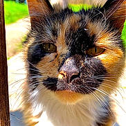 Ra-Ra is registered to the contest to win money with this photo: animal, calico, cat, close_up, daylight, ears, eyes, face, feline, fur, greenery, mammal, nature, nose, outdoor, pet, portrait, soft_focus, sunlight, whiskers