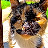animal, calico, cat, close_up, daylight, ears, eyes, face, feline, fur, greenery, mammal, nature, nose, outdoor, pet, portrait, soft_focus, sunlight, whiskers