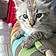 Tigrou