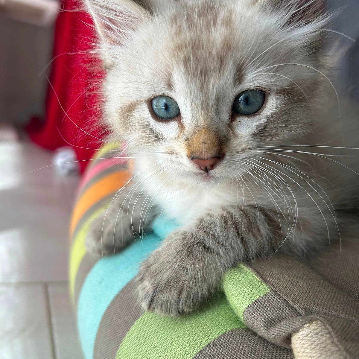 Tigrou a rejoint le concours — aidez-le/la à gagner de superbes lots ! animal, blue_eyes, cat, close_up, curious, cushion, cute, feline, floor, fluffy, indoor, kitten, paws, pet, red_curtain, resting, soft_focus, striped, whiskers, young