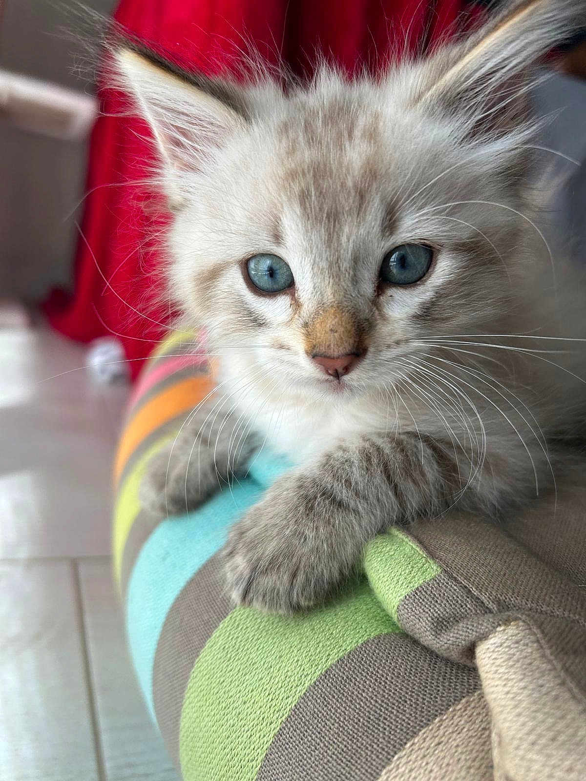 Tigrou a rejoint le concours — aidez-le/la à gagner de superbes lots ! kitten, cat, blue_eyes, fluffy, close_up, cushion, striped, indoor, pet, animal, whiskers, soft_focus, red_curtain, floor, paws, young, feline, cute, curious, resting