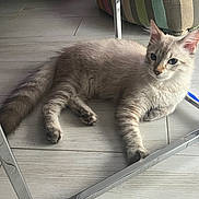 Tigrou a rejoint le concours — aidez-le/la à gagner de superbes lots ! blue_eyes, cat, ears, feline, floor, fluffy, fur, home, indoor, light, lying_down, metal_table, paw, pet, relaxed, shadow, striped_cushion, table_leg, tile_floor, whiskers