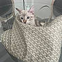 Tigrou a rejoint le concours — aidez-le/la à gagner de superbes lots ! kitten, cat, bag, designer_bag, glass_table, chair, indoor, curious, pet, animal, furniture, pattern, cozy, cute, resting, small, ears, whiskers, domestic_cat, blue_eyes